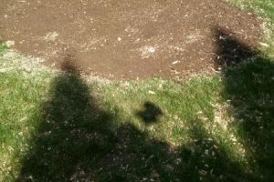landscaping and tree projects