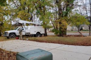 landscaping and tree projects