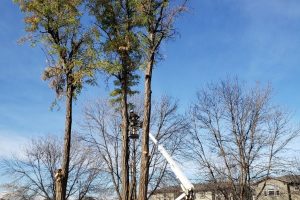 landscaping and tree projects