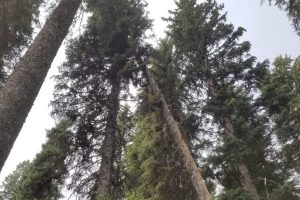 trees in yard