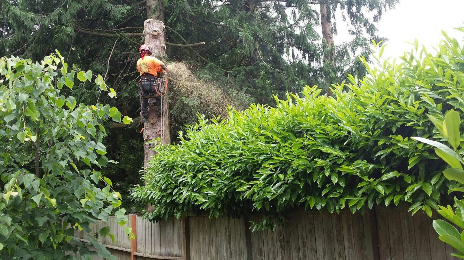 Guide to seeking and landing a skilled arborist for your job